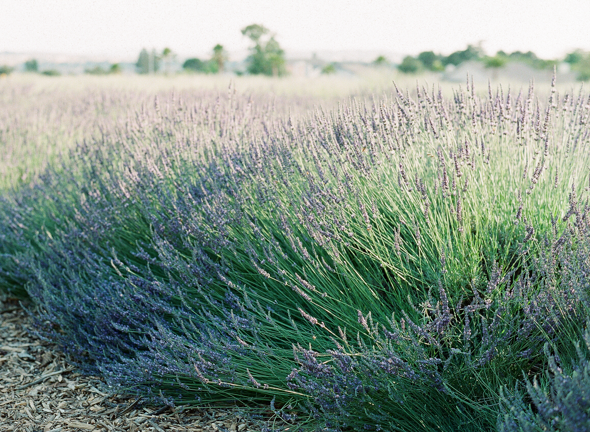 Lavender-Festival-2